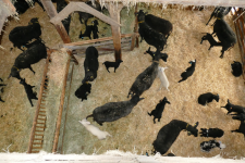 images/Unsere-Tiere/lammzeit im stall 2016.png